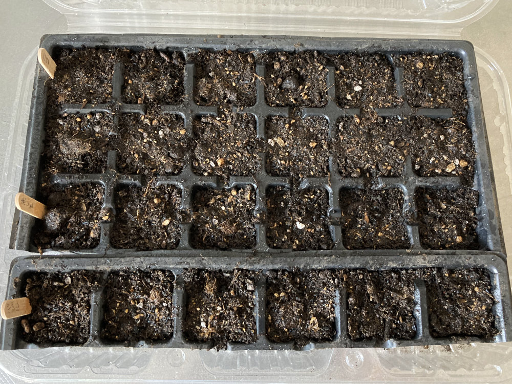 種うえセルトレイ