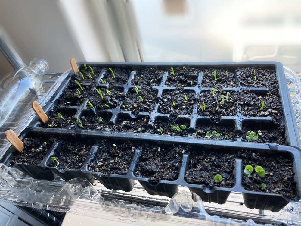 ニラ紫蘇バジルのセルトレイ