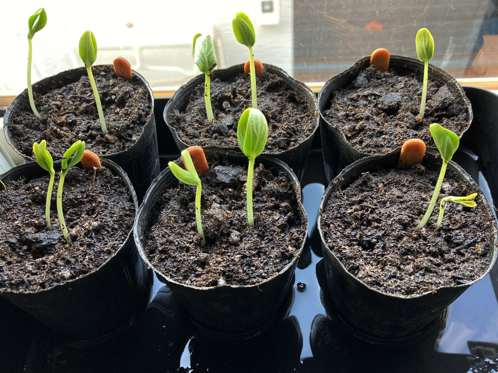 ４月１１日のきゅうり