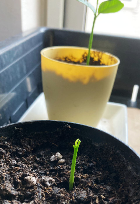 レモン、２つ目発芽