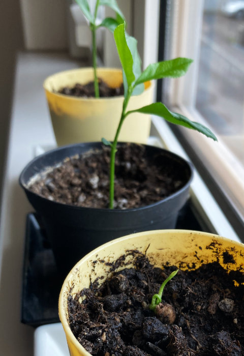 レモン、３つ目も発芽