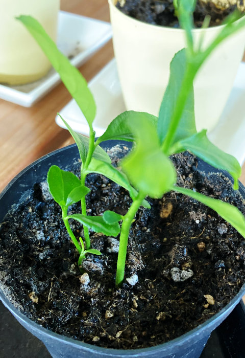 レモンの苗その２