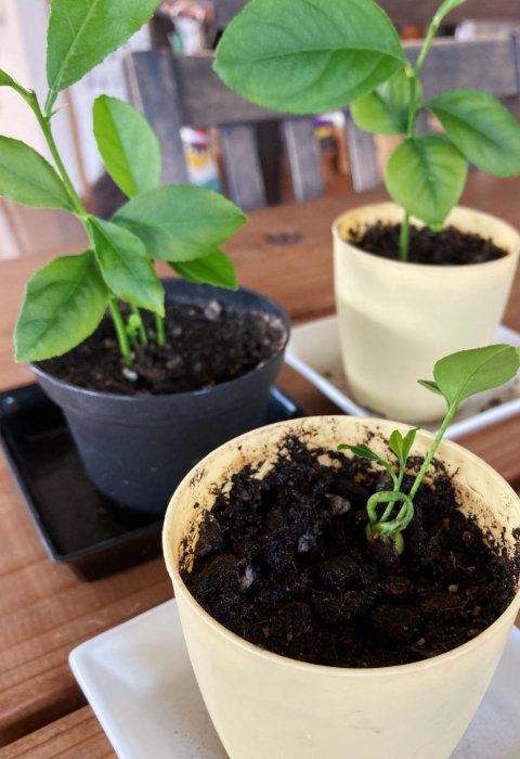 レモンの苗その３