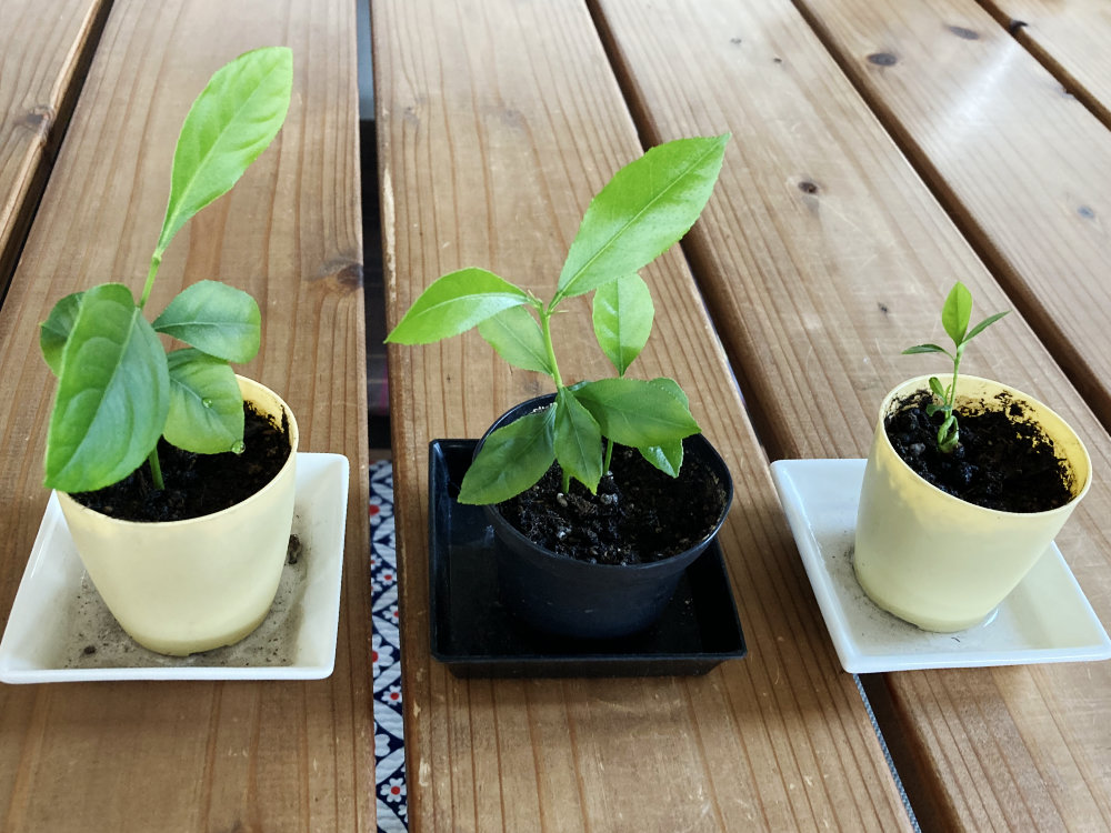 少し大きくなったレモンたち