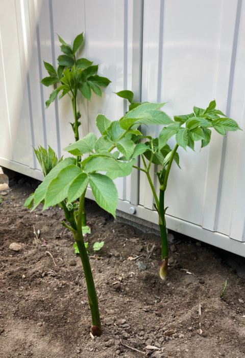 ウド、少し残しとく