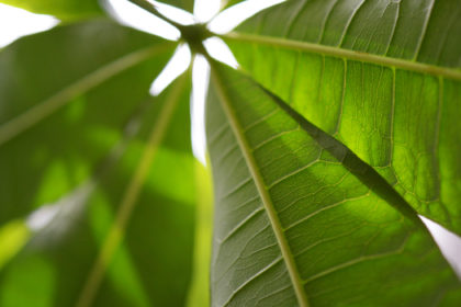 パキラの裏側から