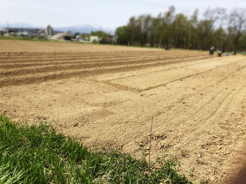 まだ手の入っていない貸し農園。マイスペース。