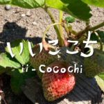 自然農法いちご