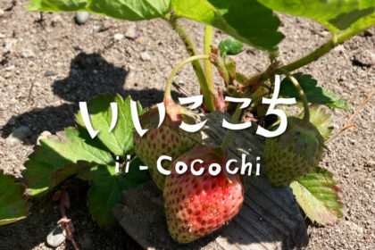 自然農法いちご