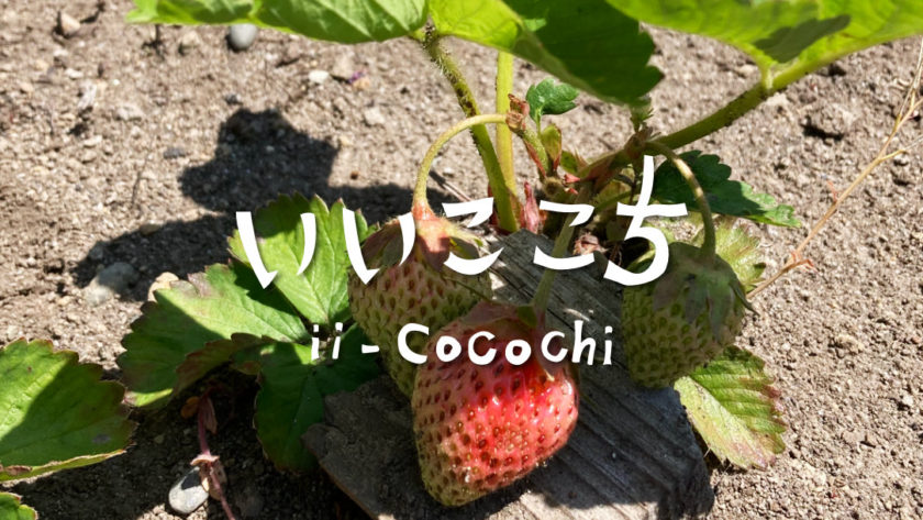 自然農法いちご