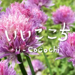 8坪農園の葱坊主