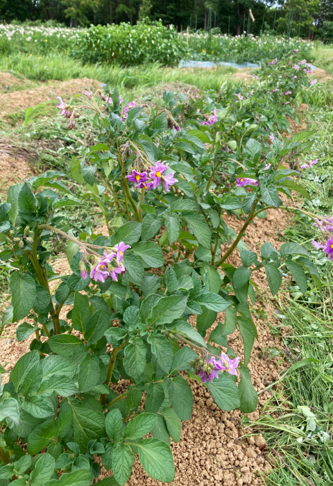 レッドムーンの花