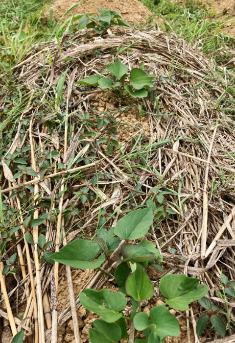 さつまいも べにはるか