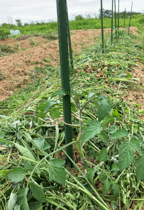 トマトに支柱