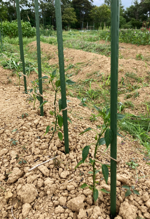 唐辛子に支柱