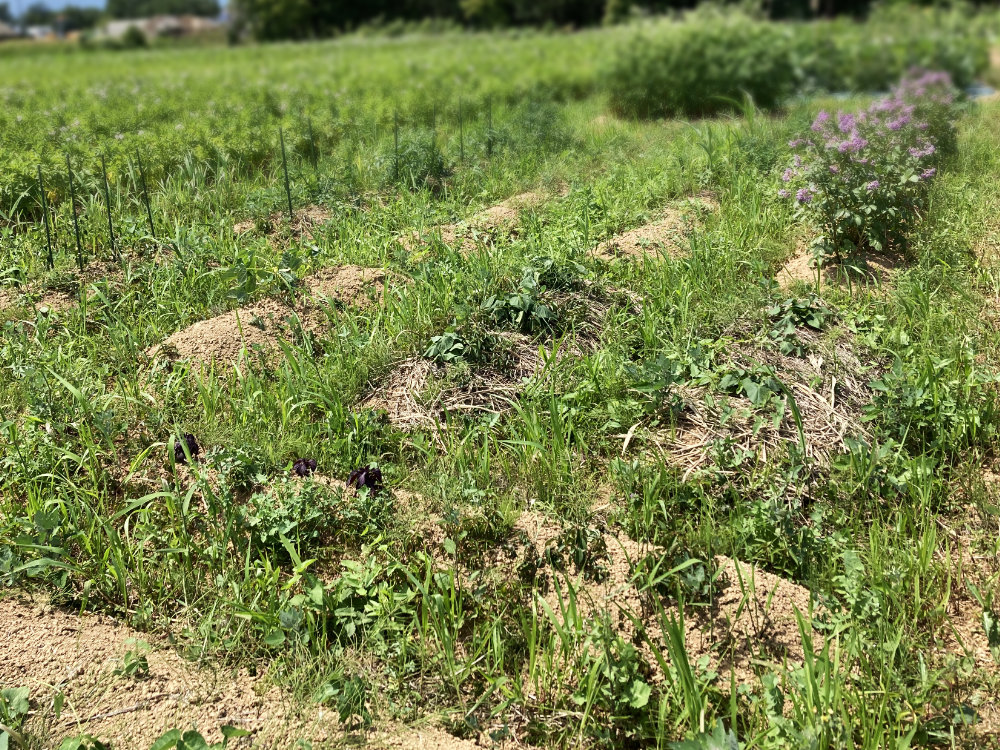 草茫々の貸し農園