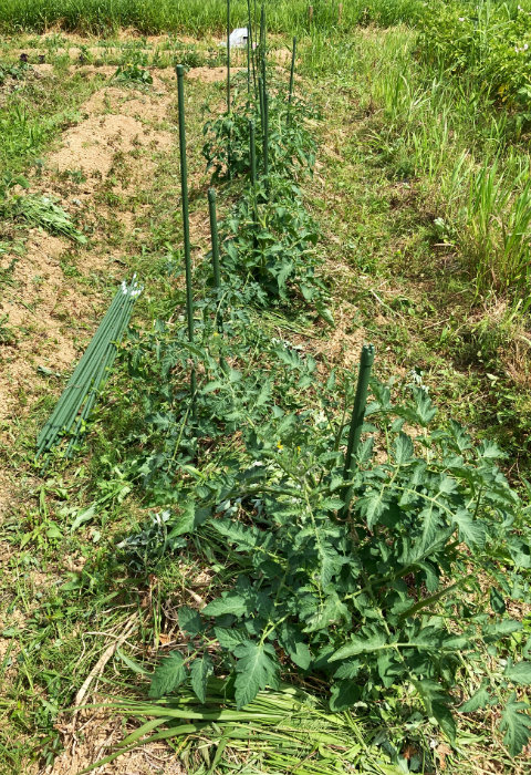 ソバージュ栽培のトマトたち