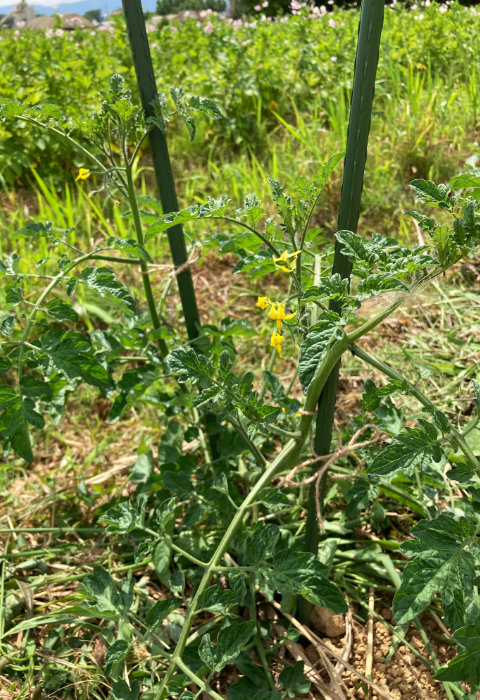 トマトの花